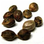 Семена марихуаны АК-47  (Seeds AK-47) в Макушино
